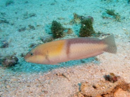 Yellowhead Wrasse IMG 5230